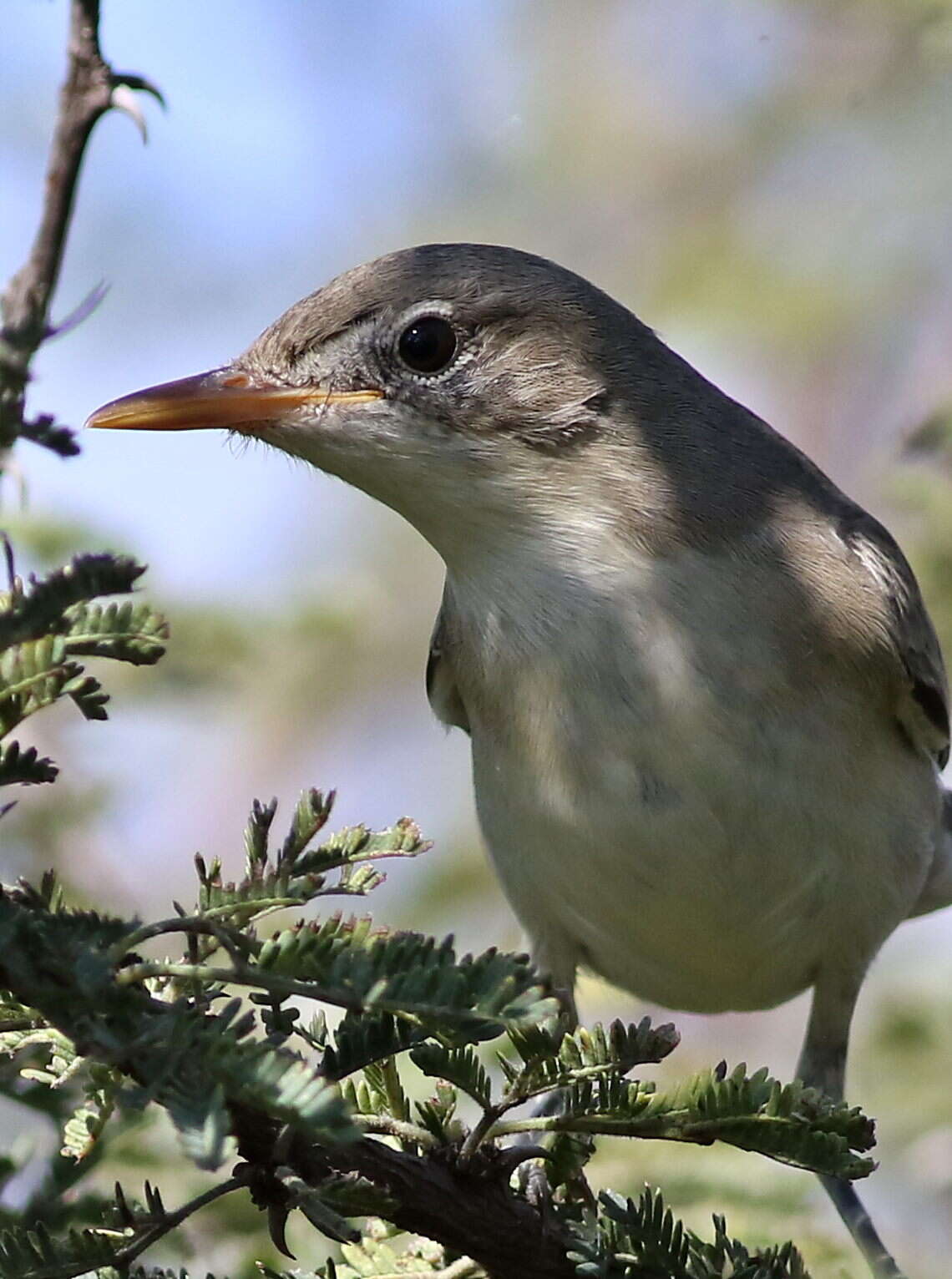 Image of Olive-tree Warbler