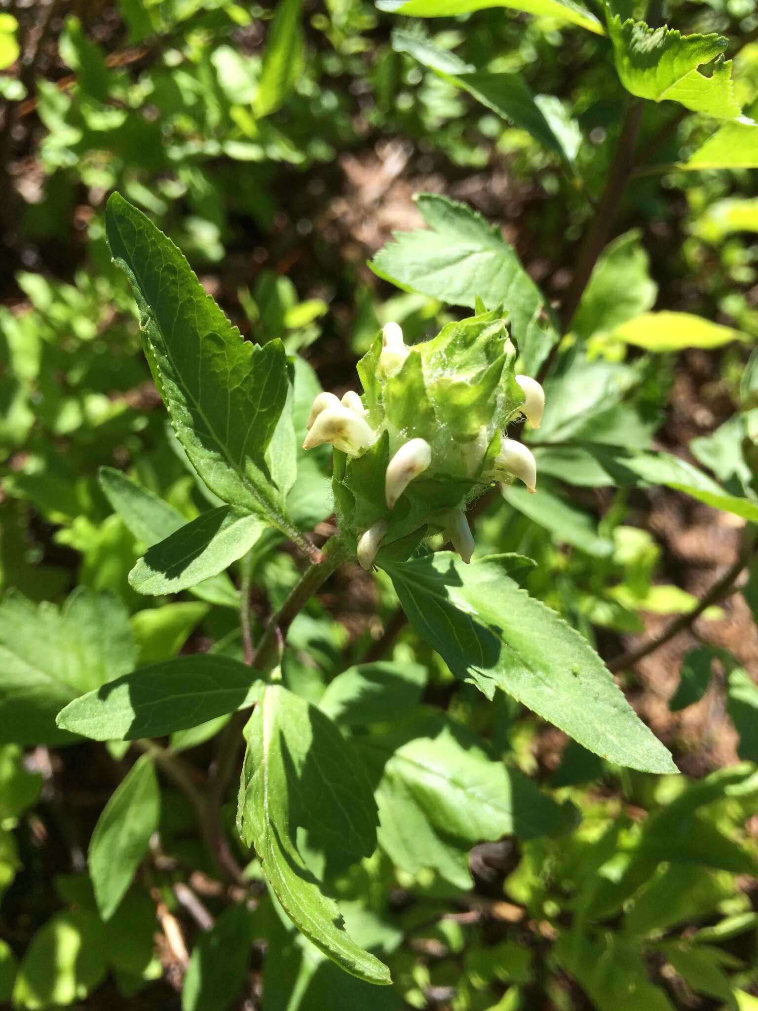 Image of Howell's lousewort