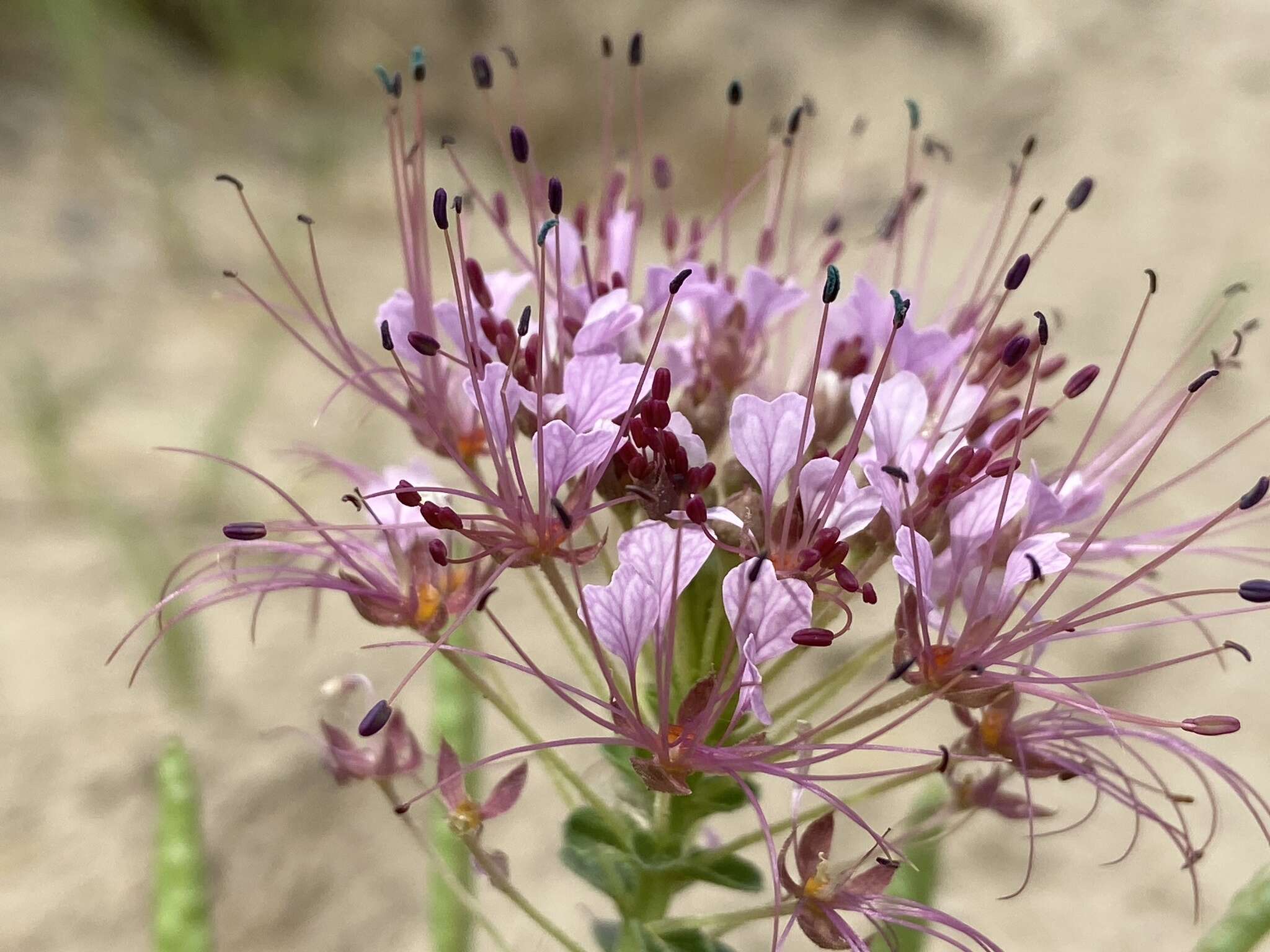 Imagem de Polanisia dodecandra subsp. riograndensis Iltis