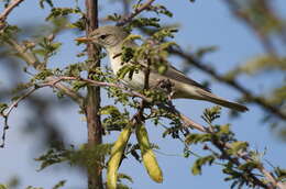 Image of Olive-tree Warbler