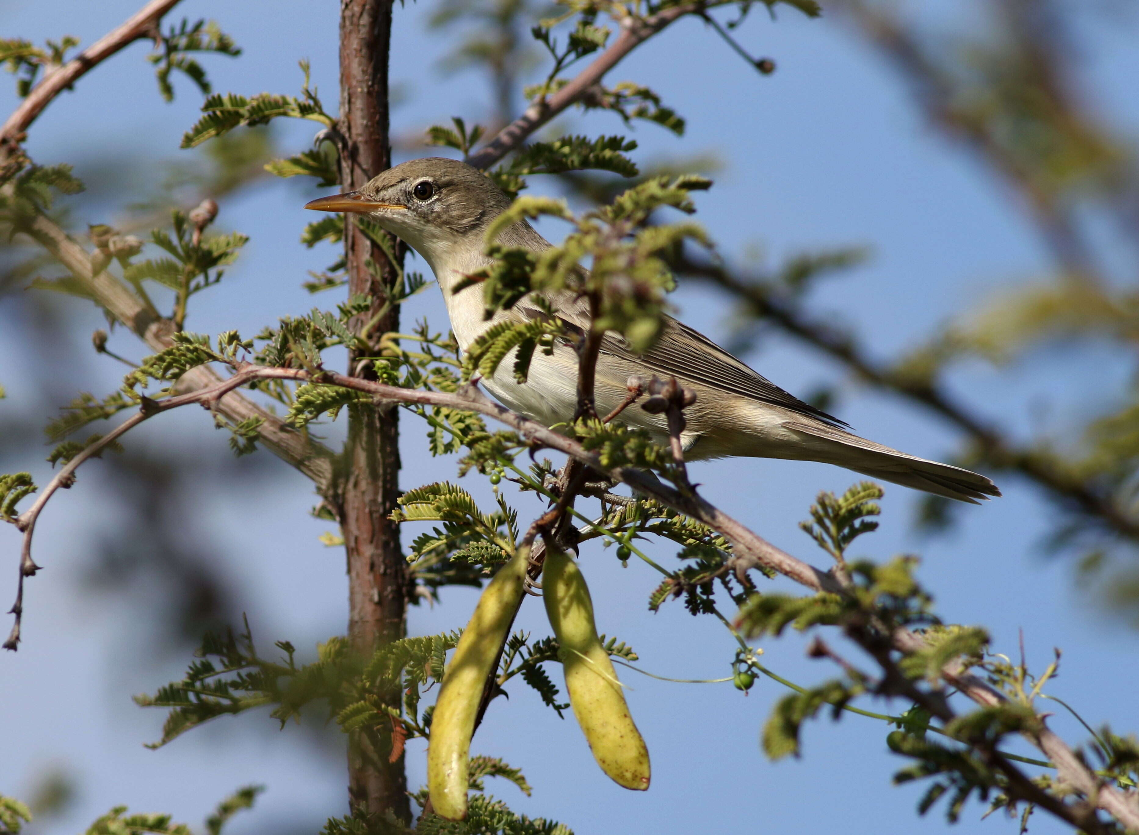 Image of Olive-tree Warbler