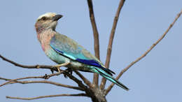 Image of Lilac-breasted Roller