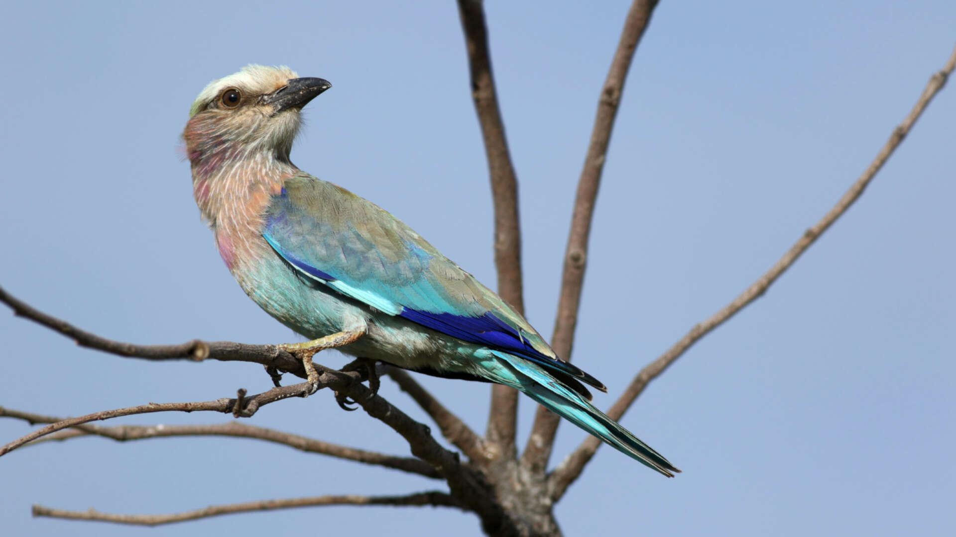 Image of Lilac-breasted Roller