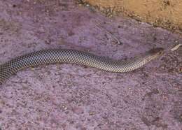 Image of Plumbeous or Reticulated Centipede Eater