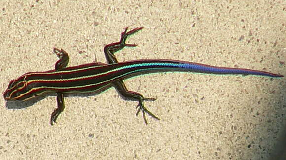 Image of Common Five-lined Skink