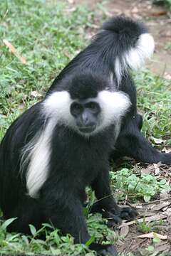 Colobus angolensis ruwenzorii Thomas 1901 resmi