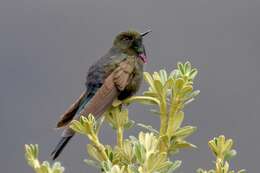 Image of Blue-mantled Thornbill