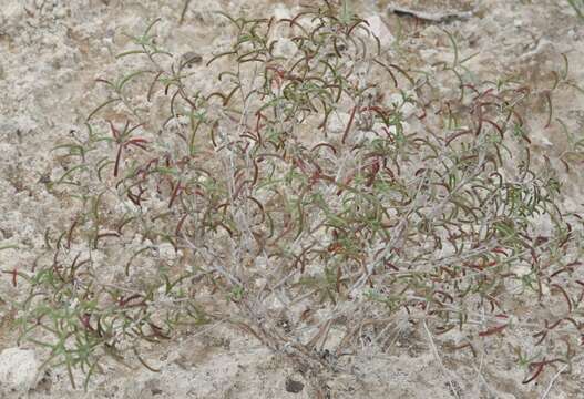 صورة <i>Oenothera gayleana</i>