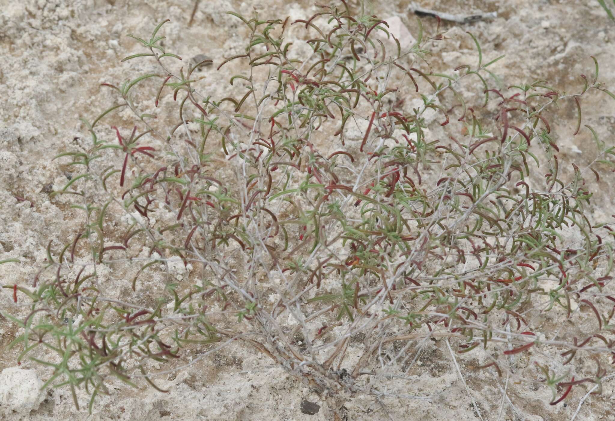 Imagem de <i>Oenothera gayleana</i>