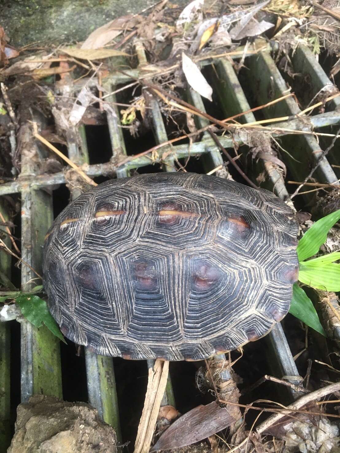 Image of Yellow-margined Box Turtle