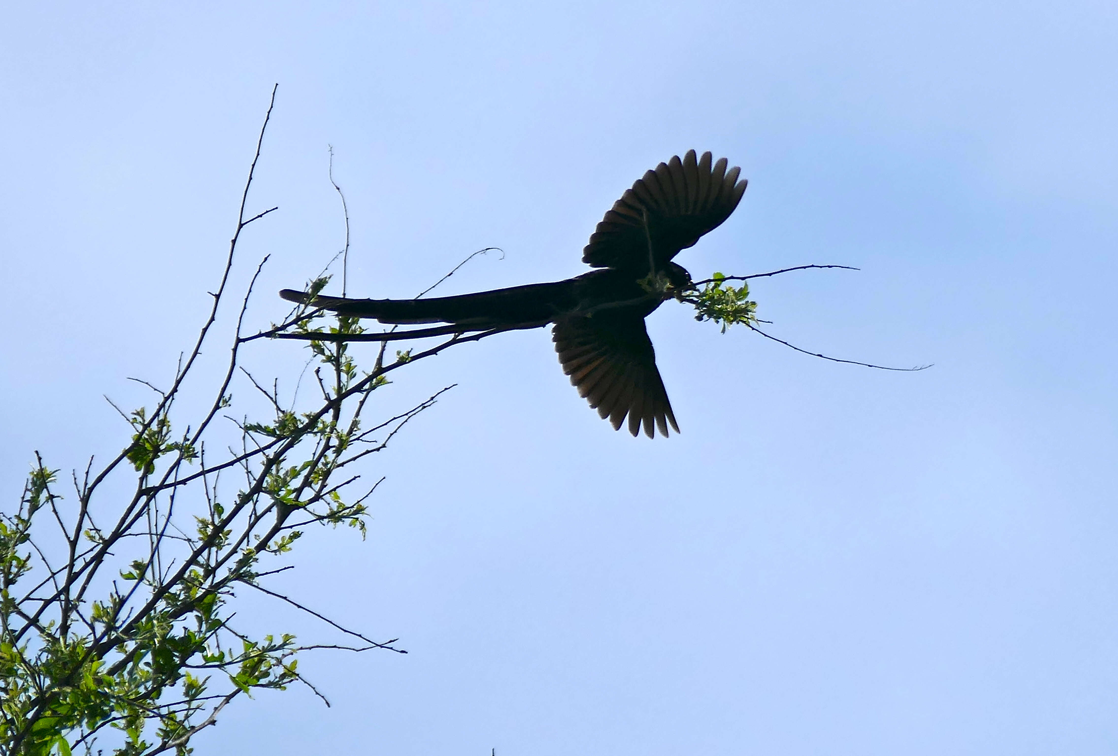 Image of Red-collared Whydah