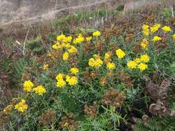 Image of seaside woolly sunflower