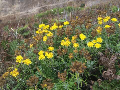 Слика од Eriophyllum staechadifolium Lag.