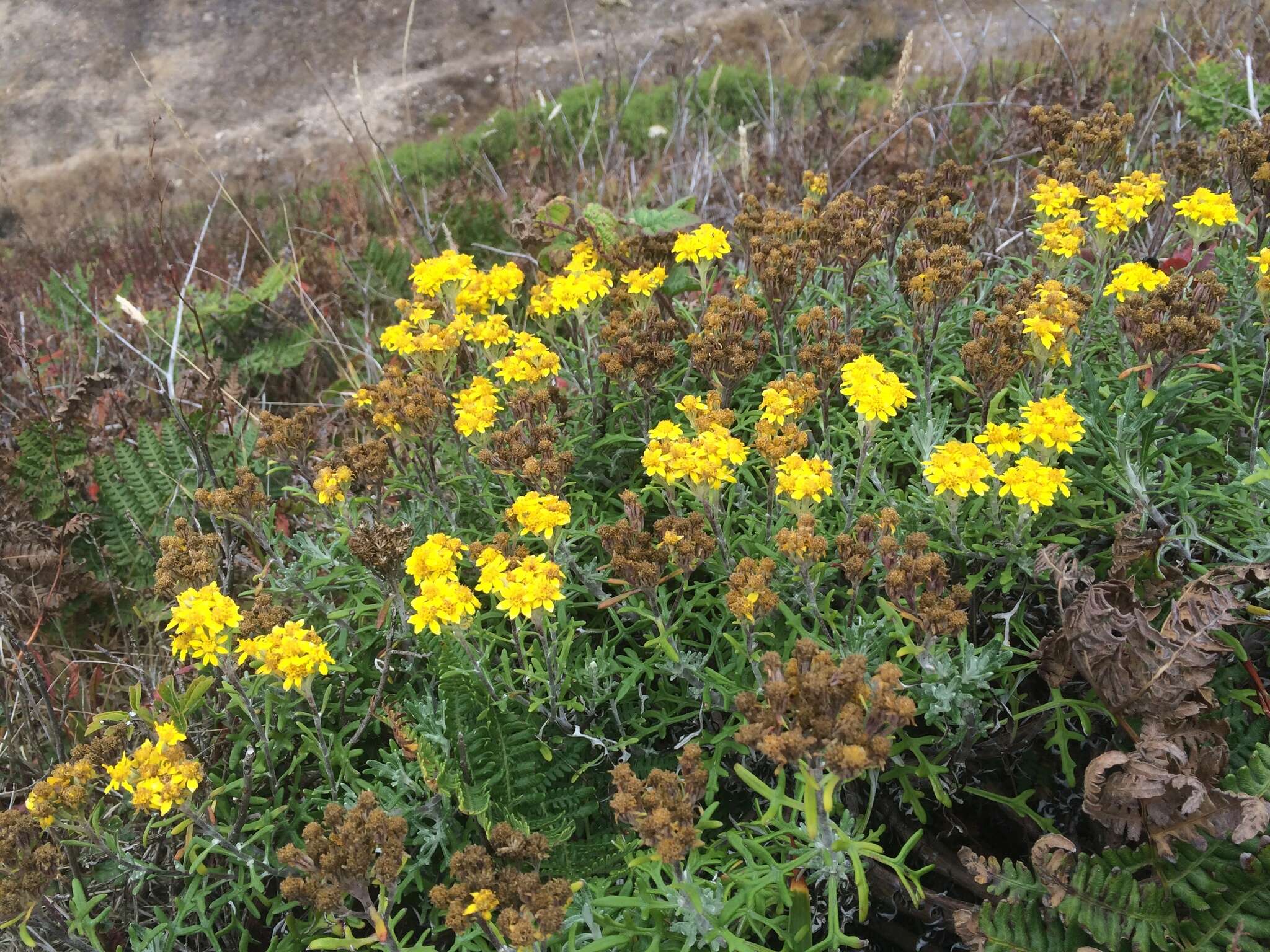 Image of seaside woolly sunflower