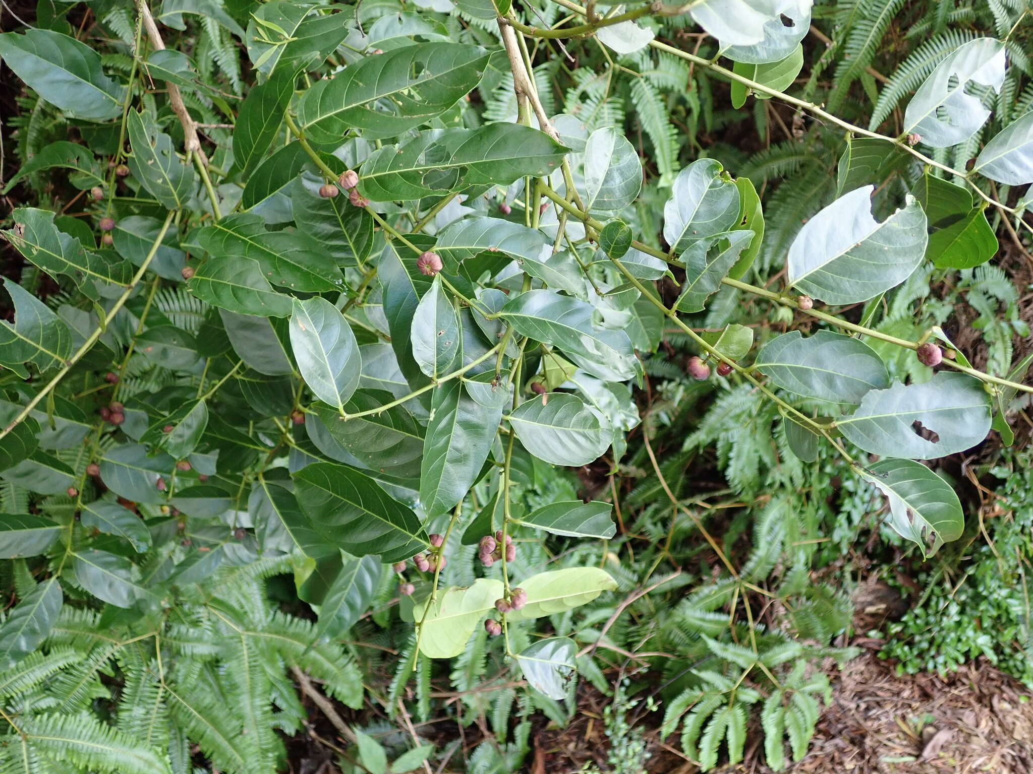 Image of Glochidion lanceolatum Hayata