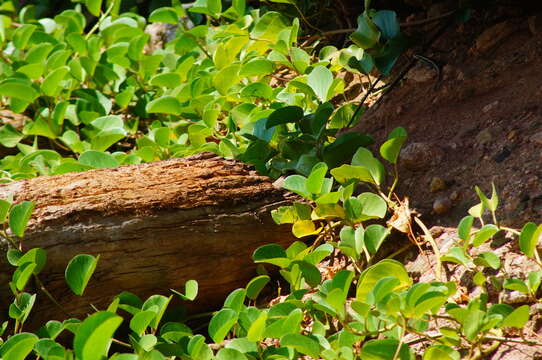 Image of Smith's Rosebelly Lizard