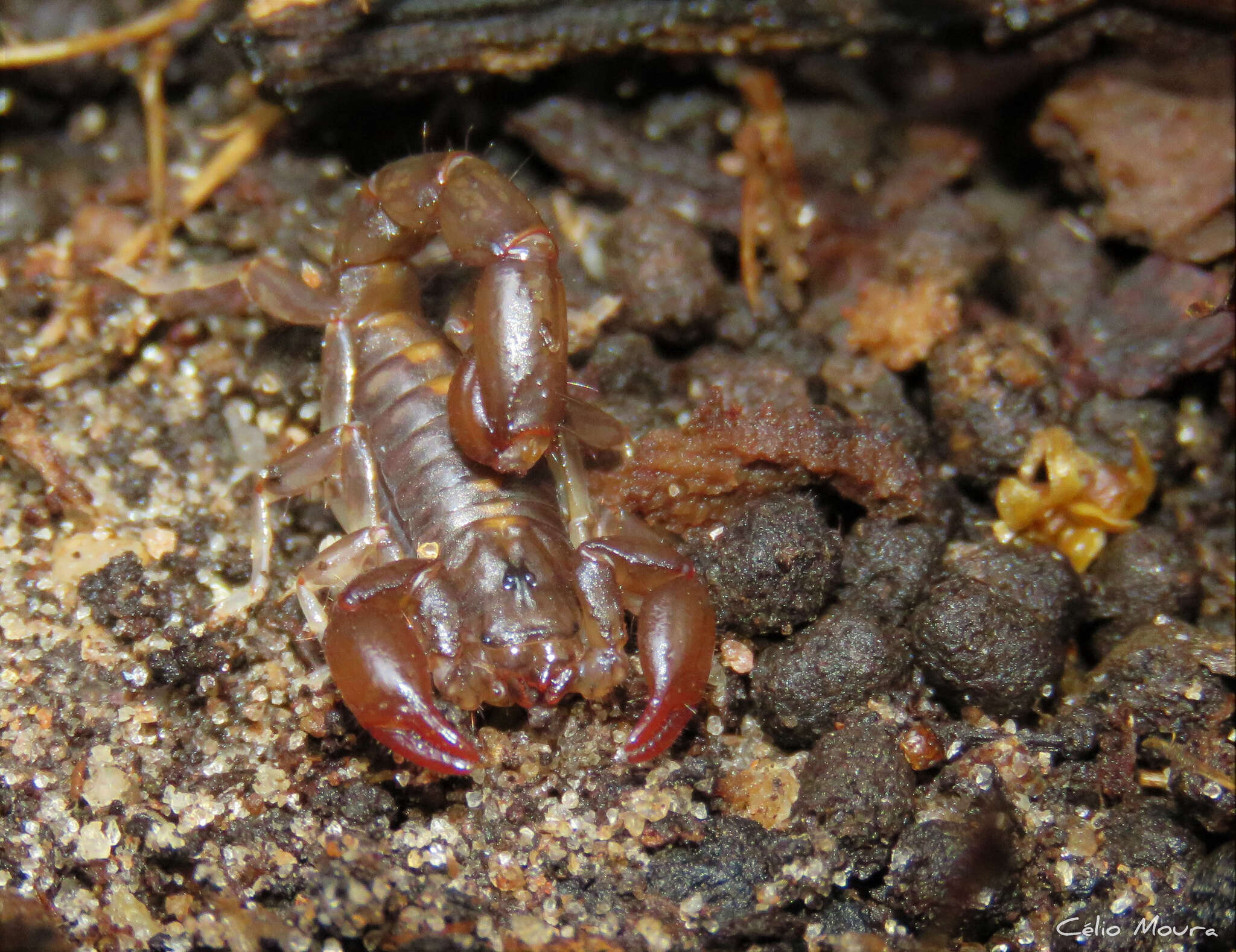 Image of Bothriurus asper Pocock 1893