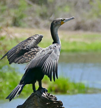 Image of White-breasted Cormorant