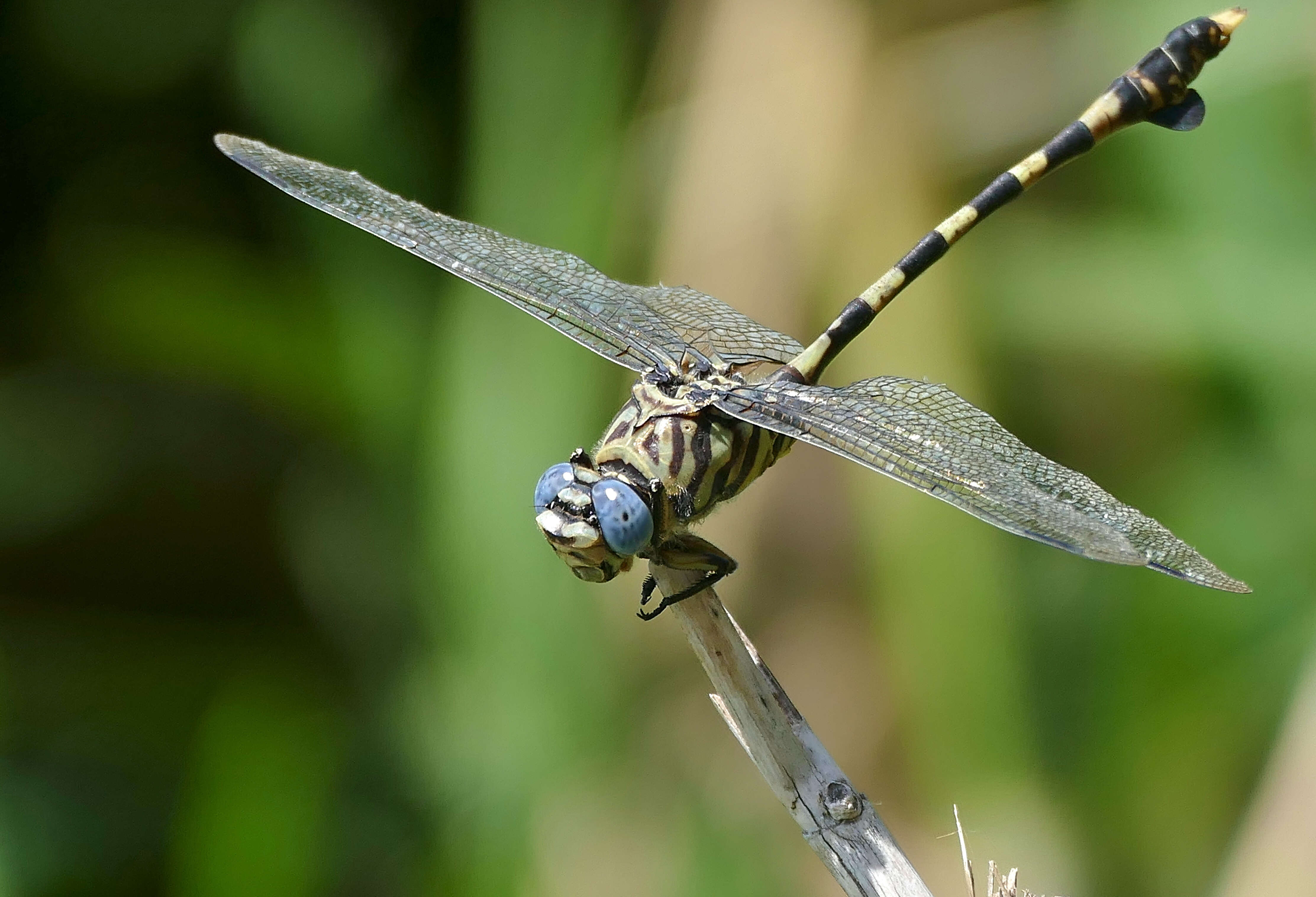 صورة Ictinogomphus ferox (Rambur 1842)