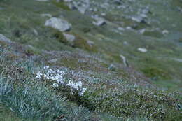 Imagem de Euphrasia collina subsp. glacialis W. R. Barker