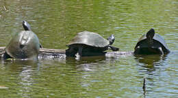 Image of Serrated hinged terrapin