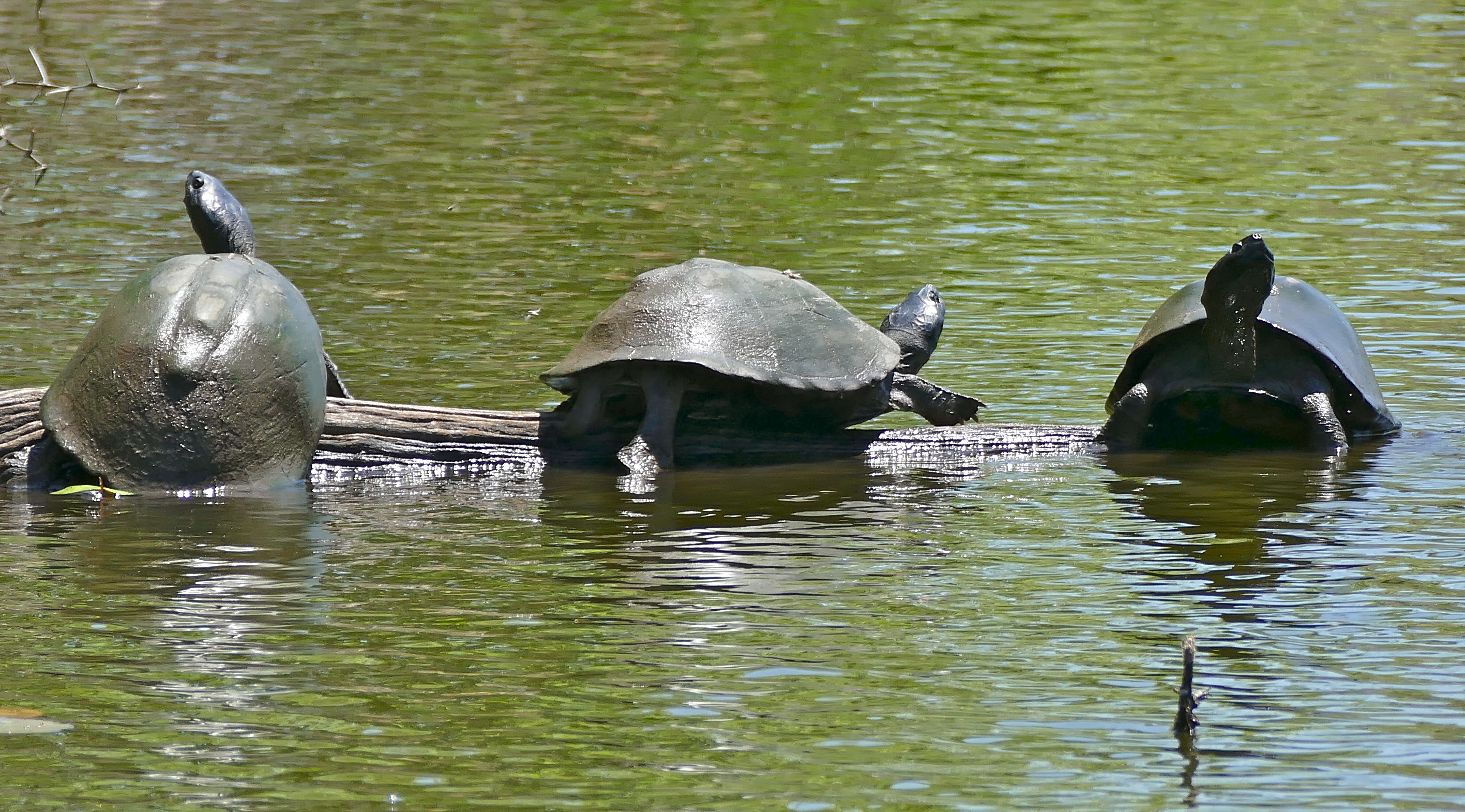 Image of Serrated hinged terrapin