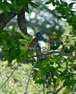 Image of African Paradise Flycatcher