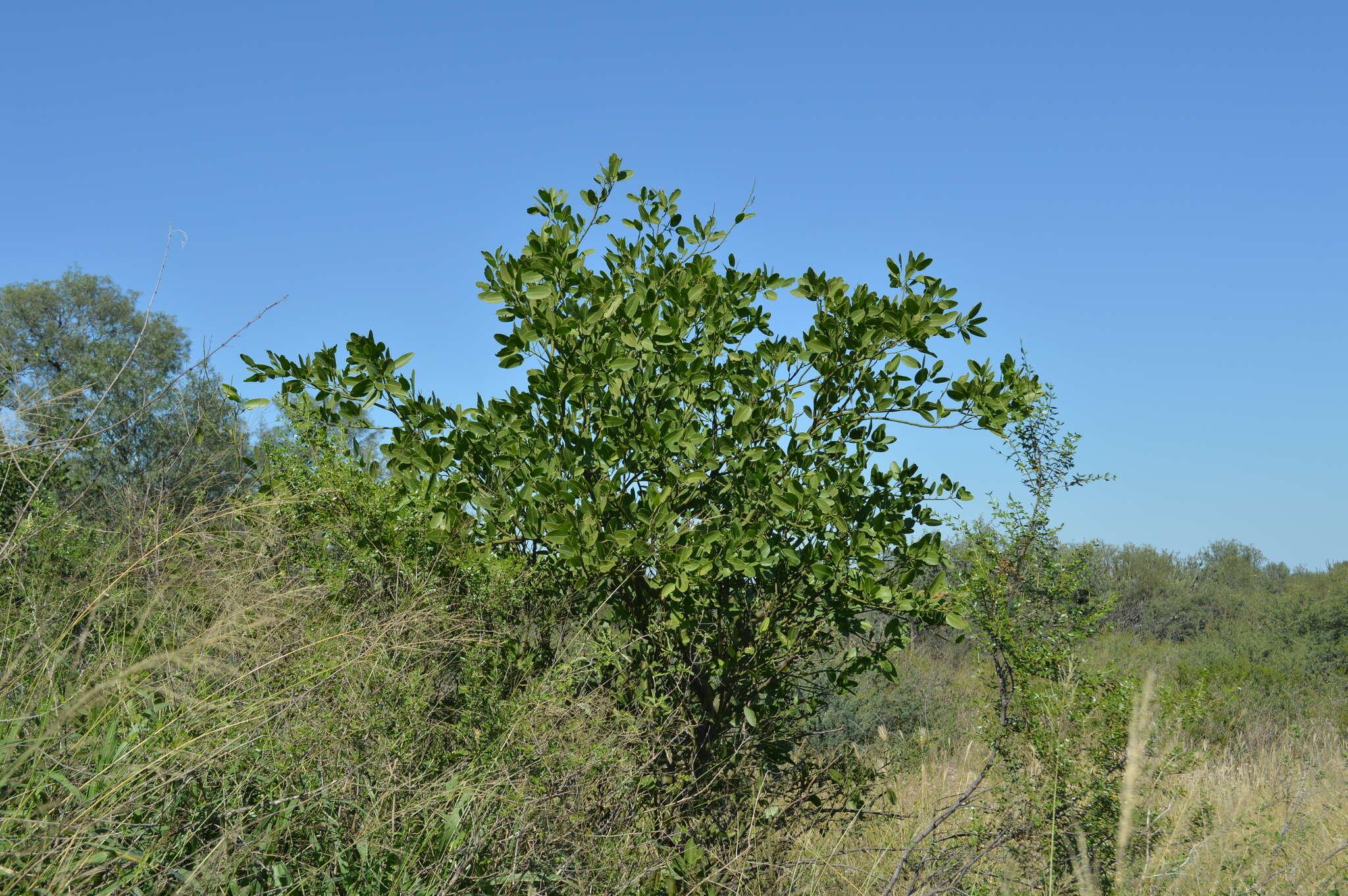 Image of Anisocapparis speciosa (Griseb.) Cornejo & Iltis