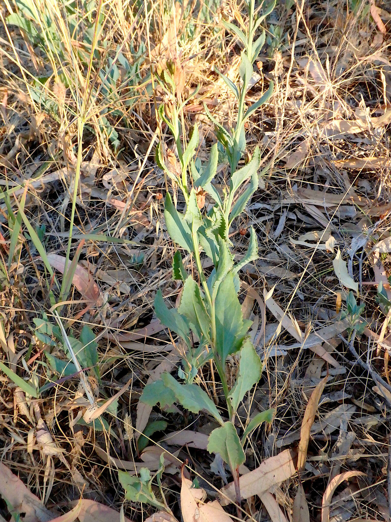 Image of Goodenia albiflora Schltdl.