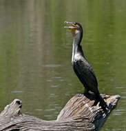 Image of White-breasted Cormorant