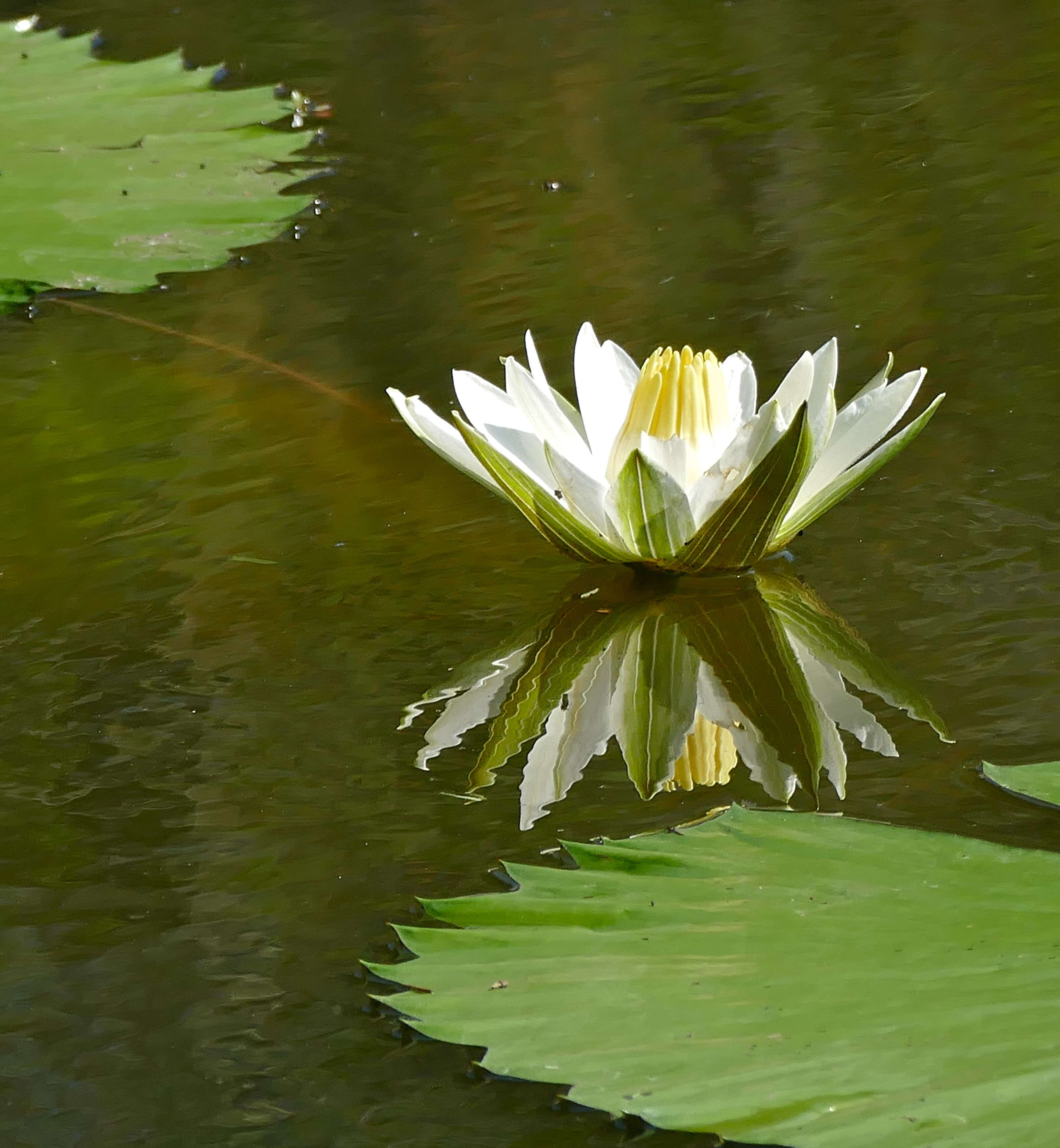 Image of Egyptian white water-lily