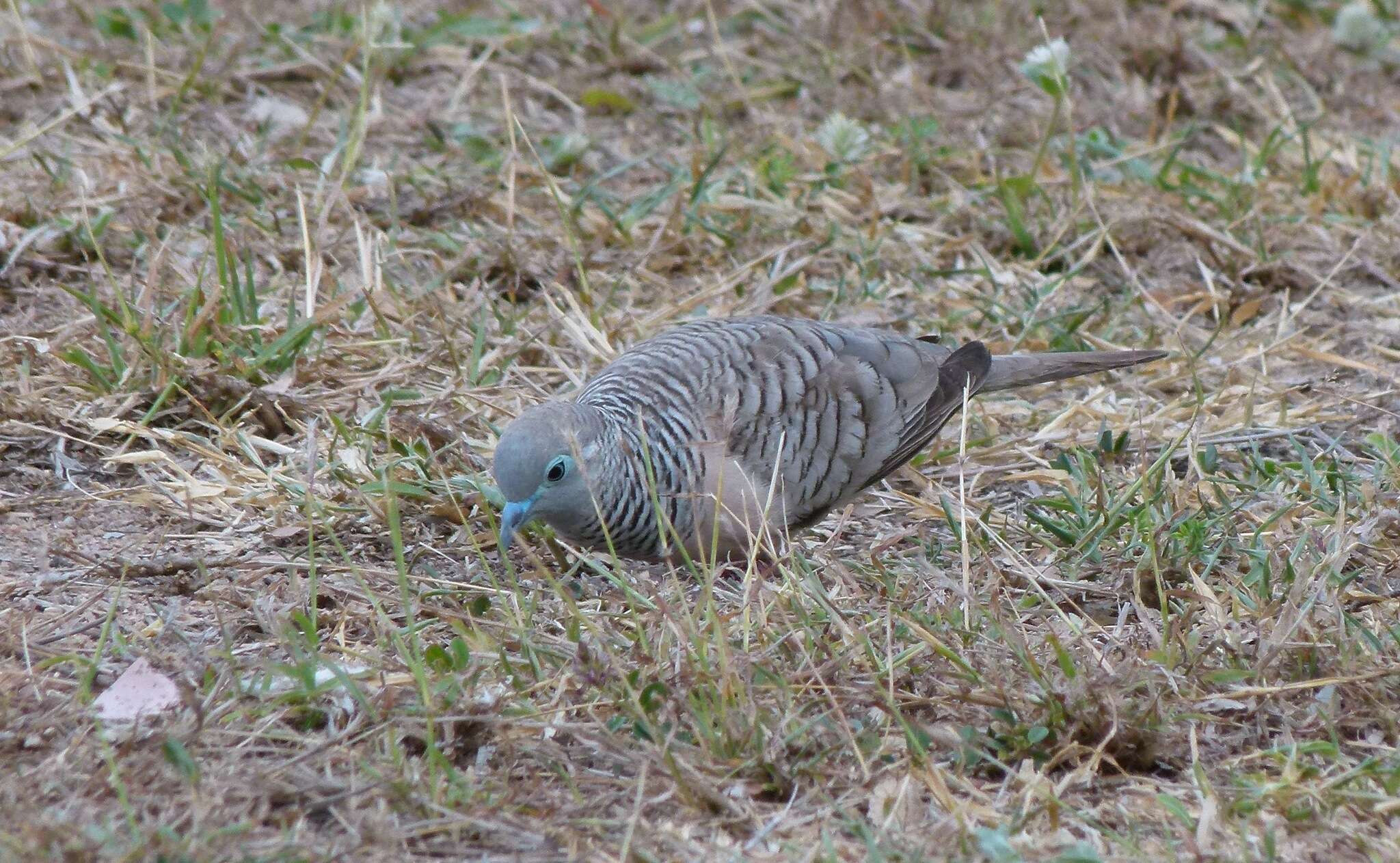 Image of Peaceful Dove