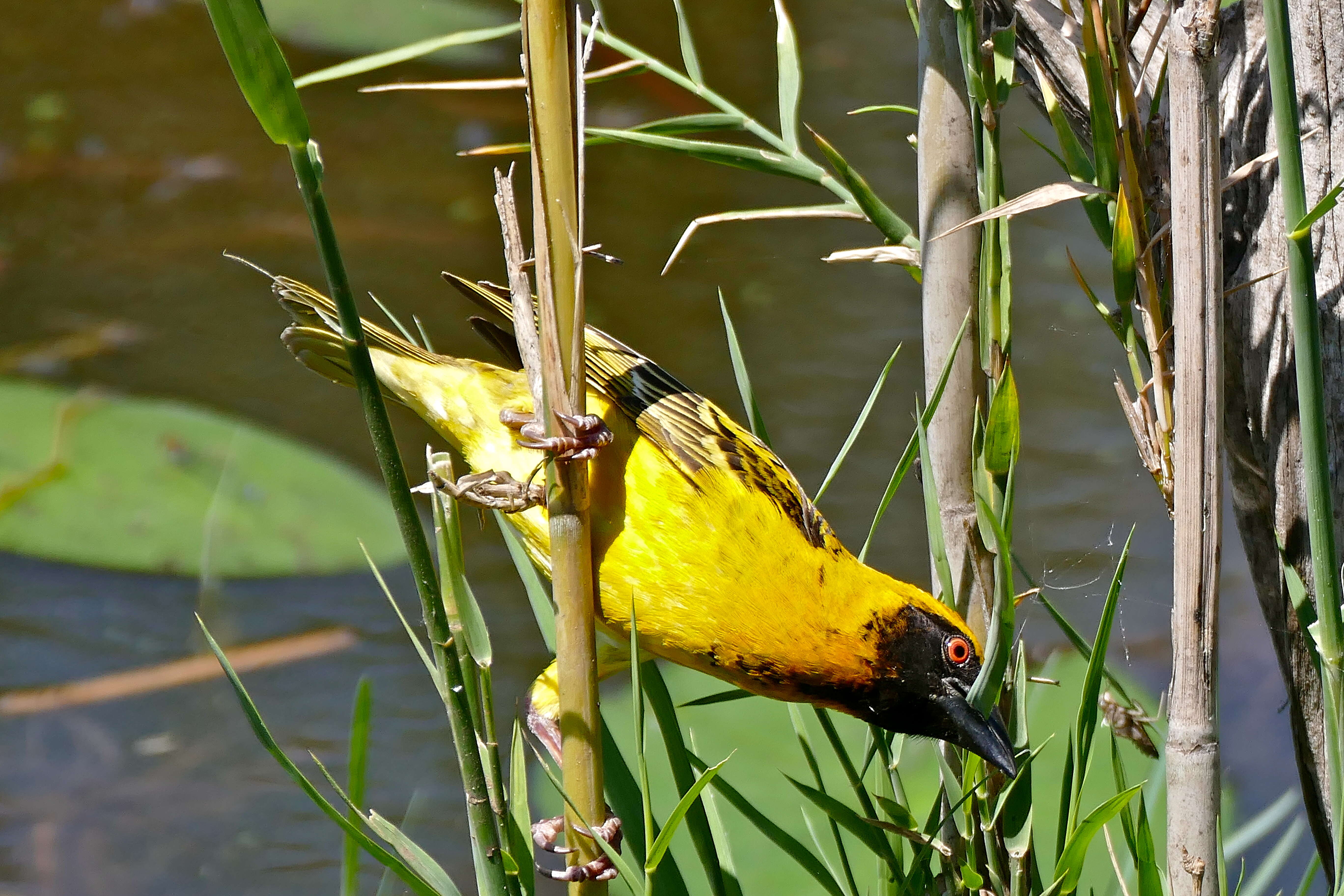 Image of Village Weaver