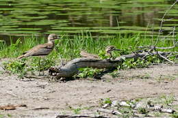 Image of Water Dikkop