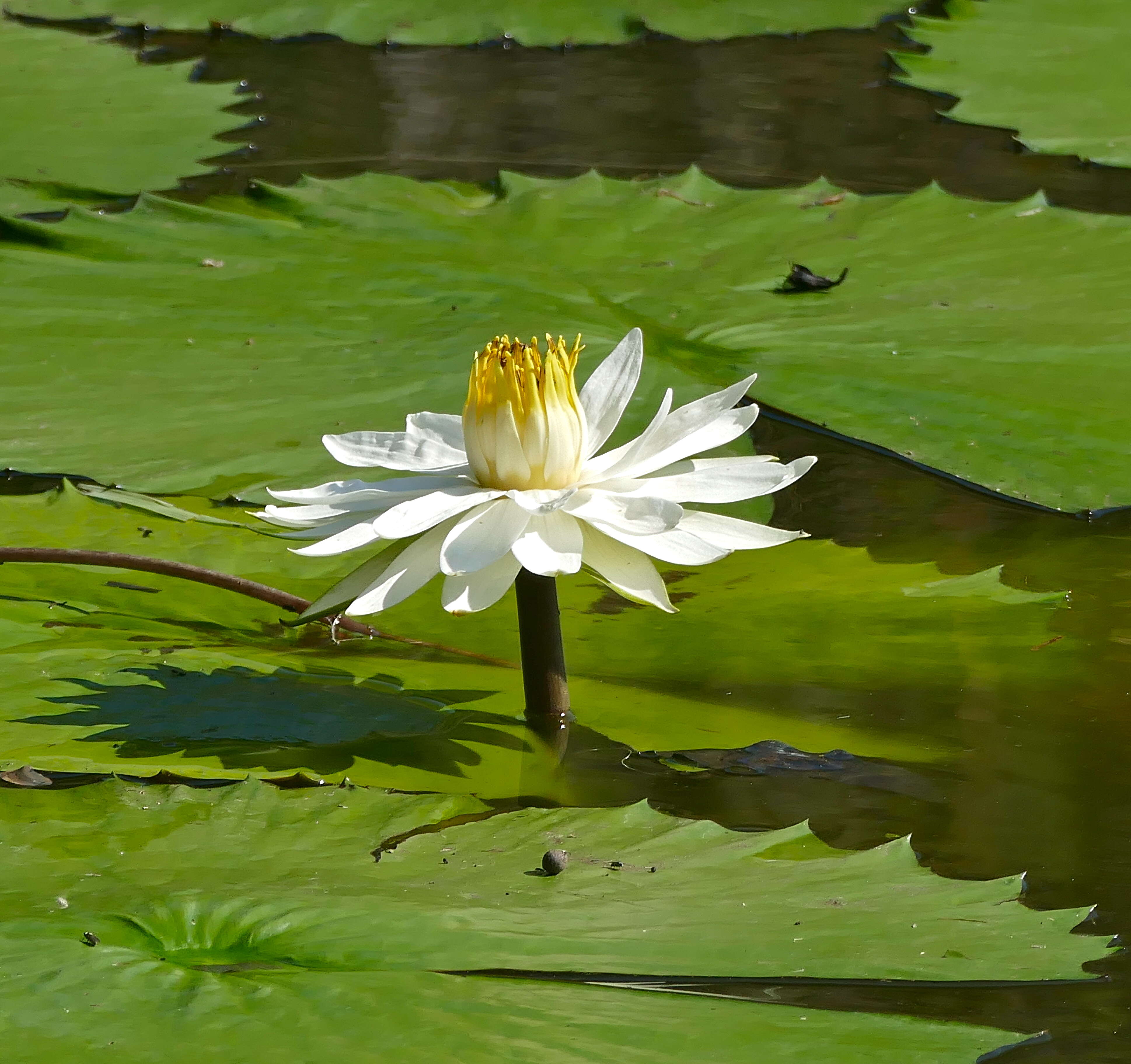 Image of Egyptian white water-lily