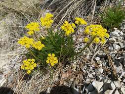 Image of slender wildparsley