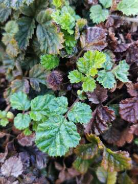 Image of Rubus radicans Cav.