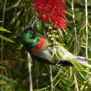 Image of Usambara Double-collared Sunbird