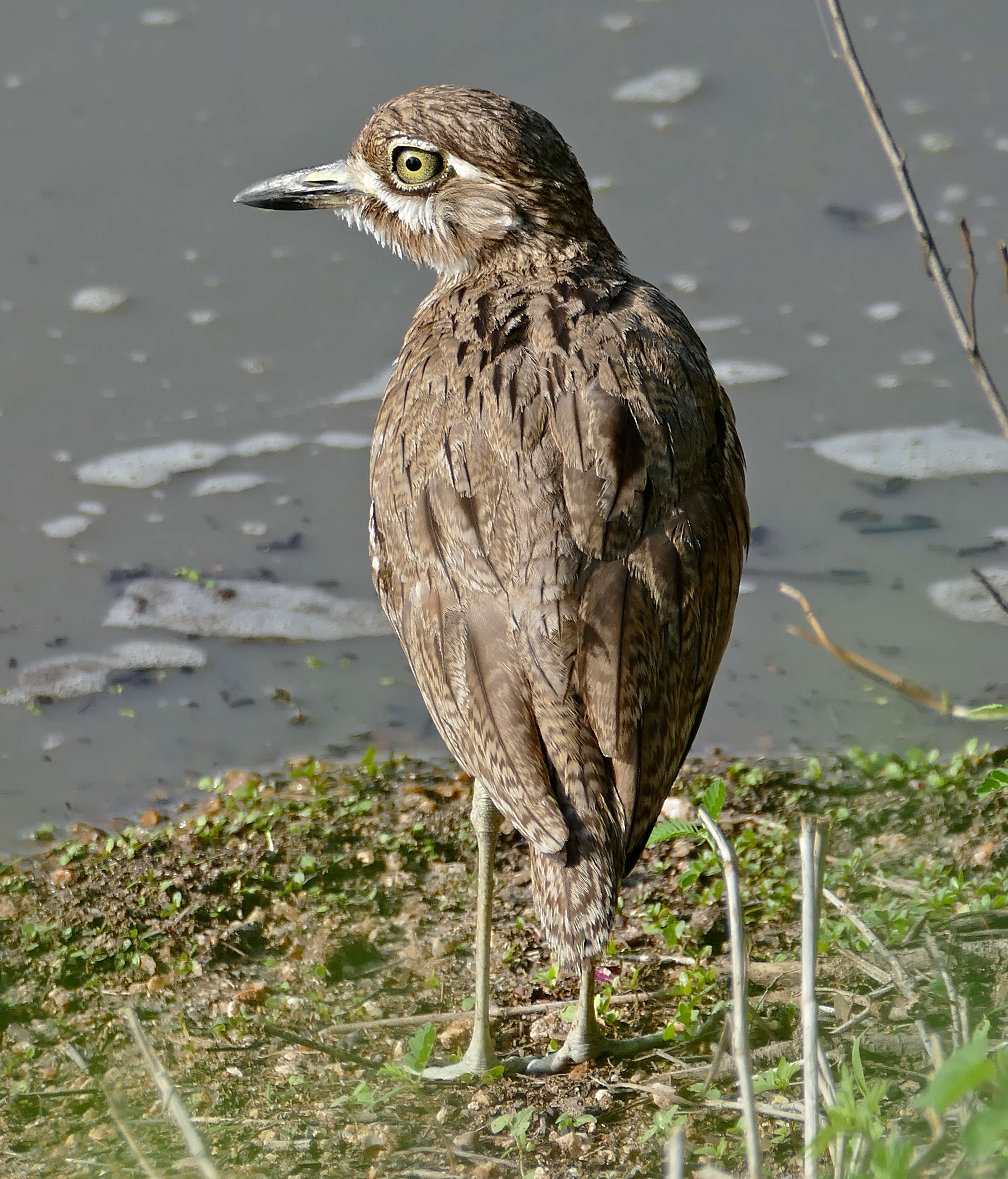 Image of Water Dikkop