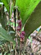 Image of Pleurothallis lindenii Lindl.