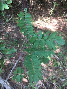 Image of Ouachita False Indigo