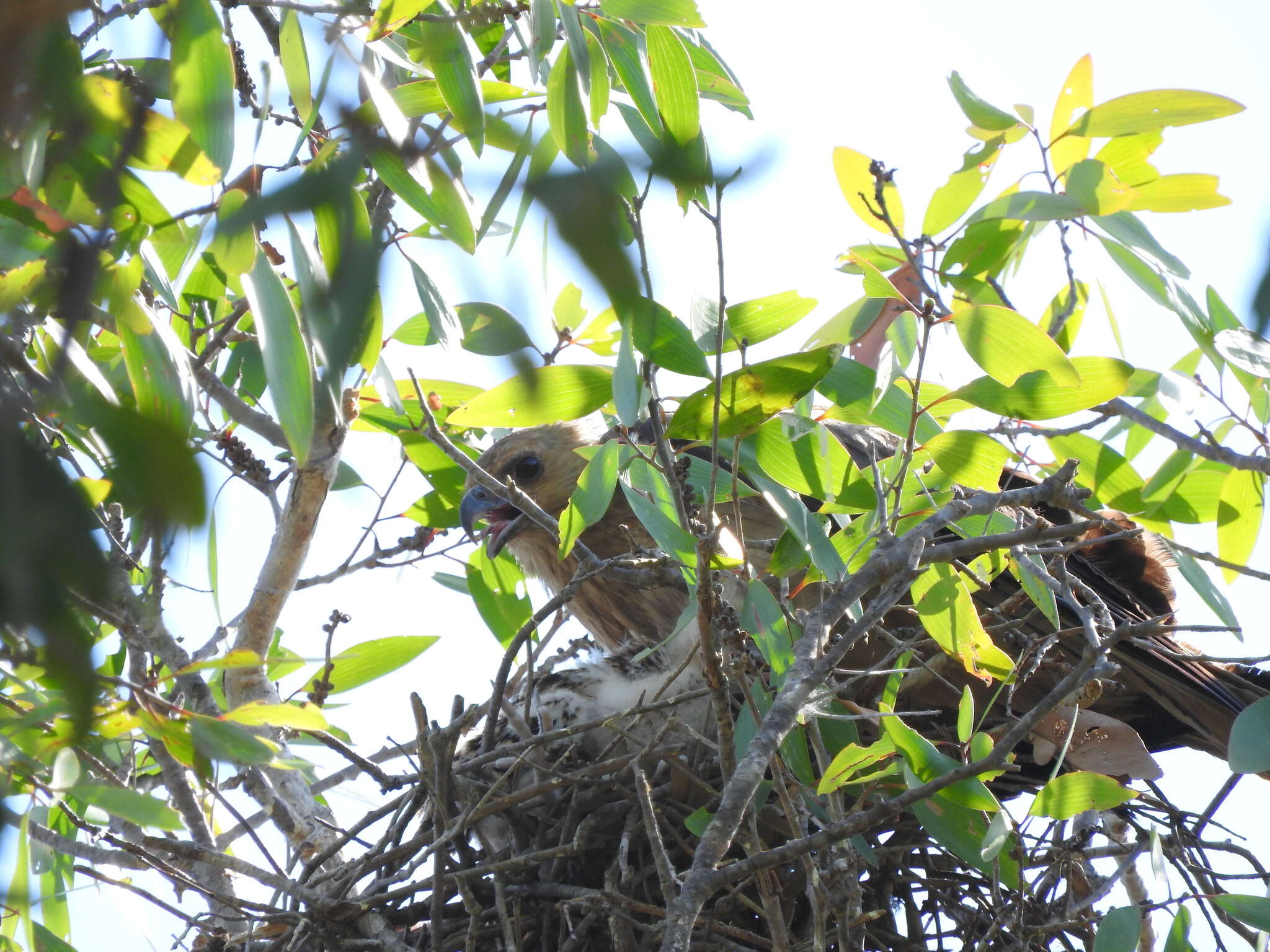 Image of Whistling Kite