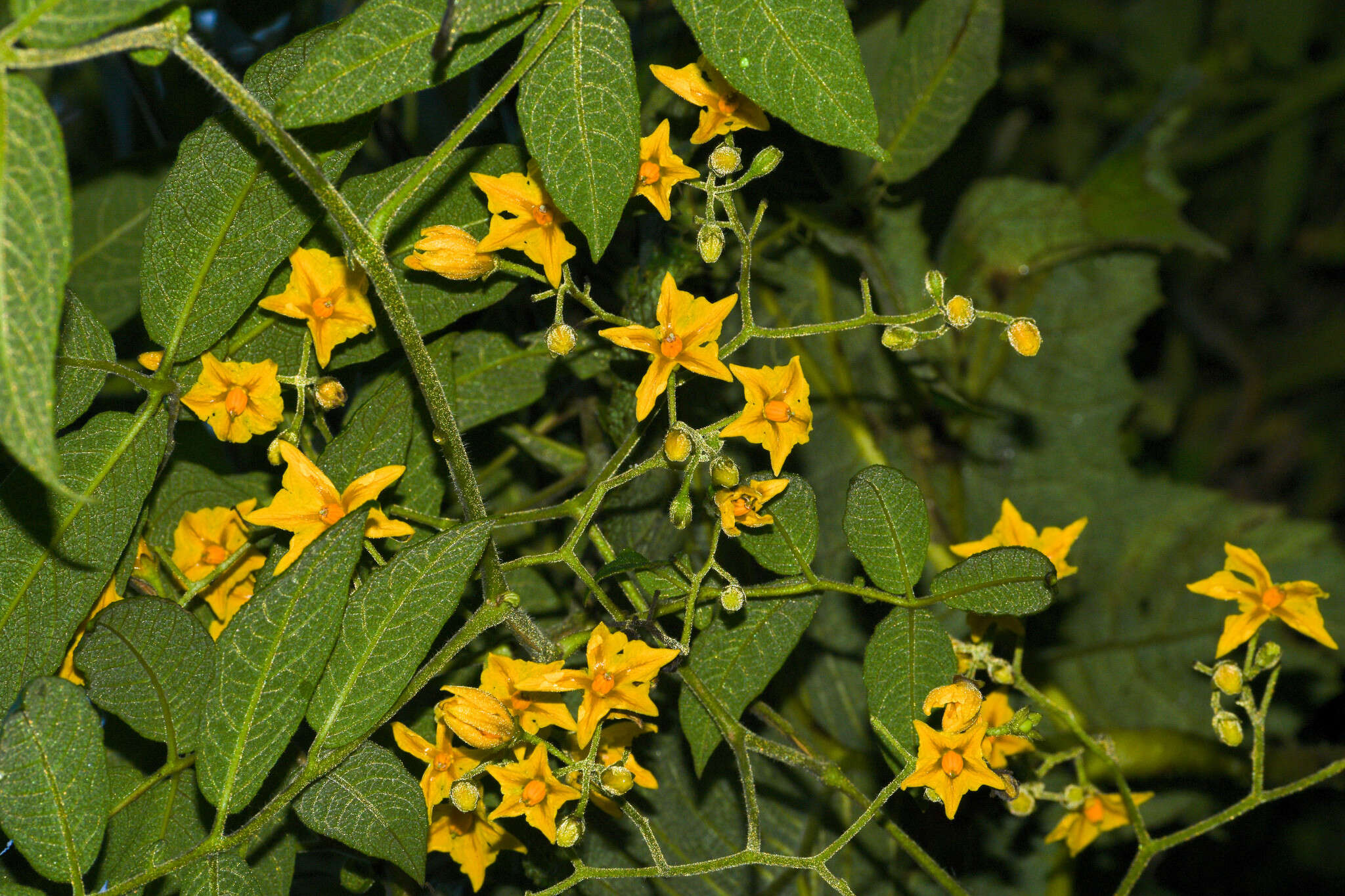 Image of Solanum juglandifolium Humb. & Bonpl. ex Dun.