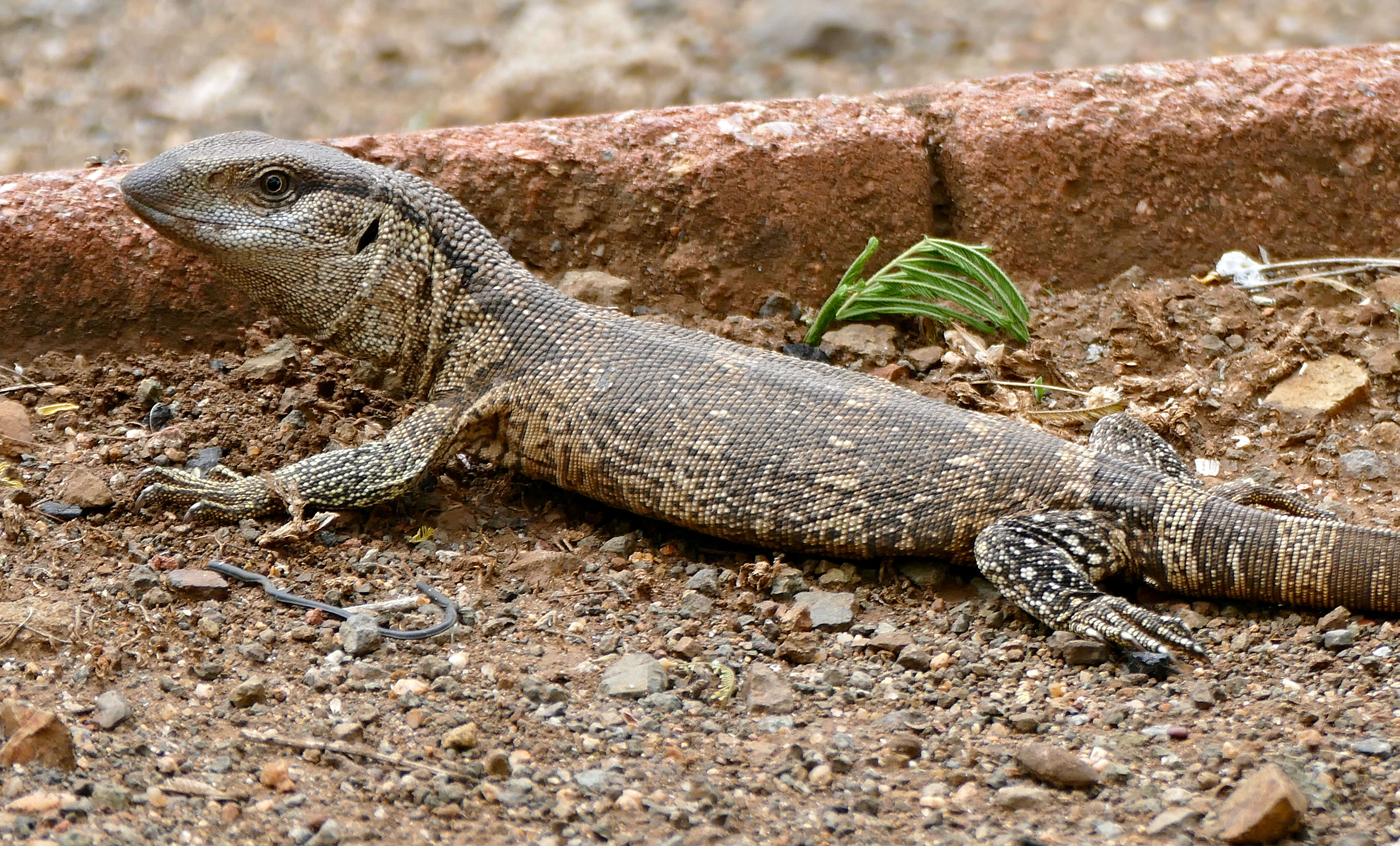 Image of White-throated monitor