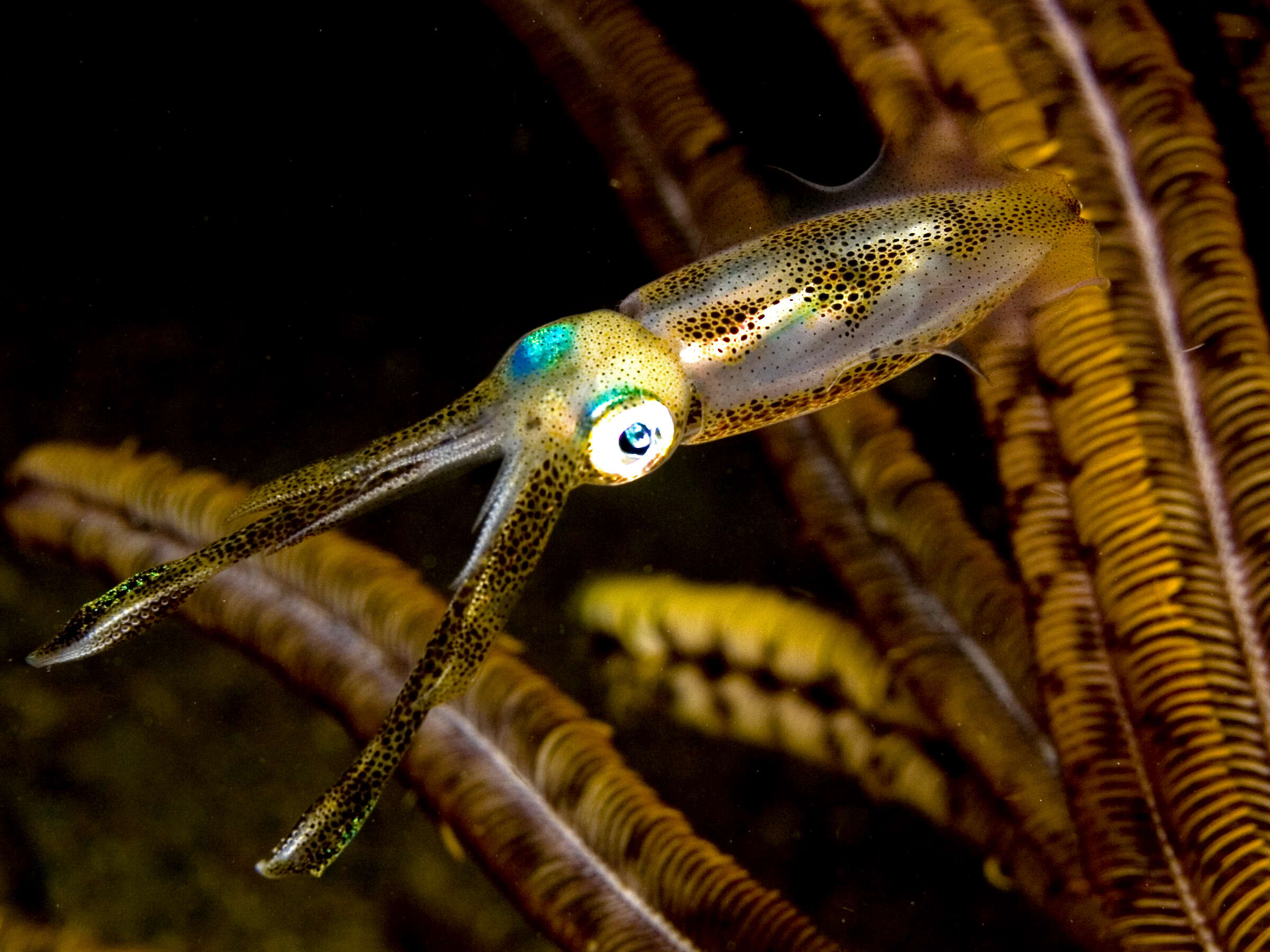 Image of bigfin reef squid