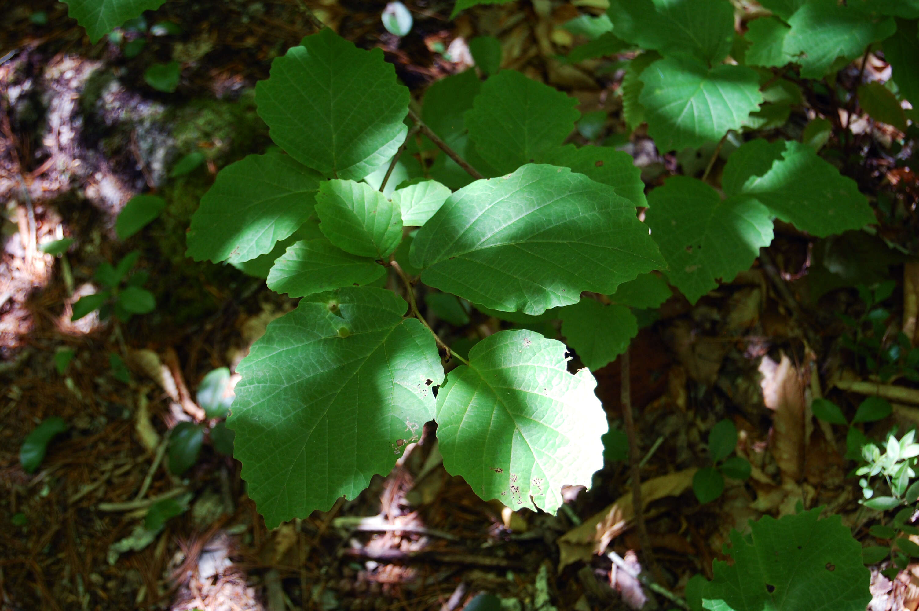 Image of American witchhazel