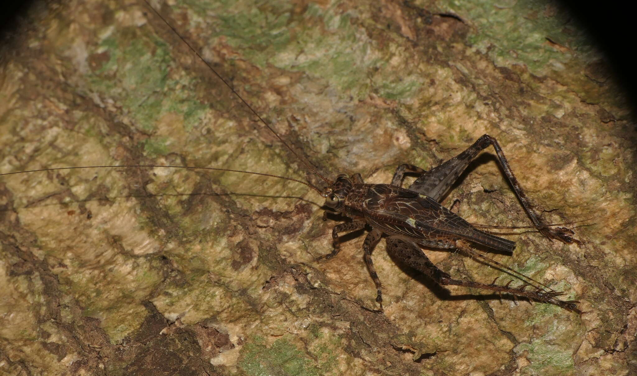 Image of Cardiodactylus singapura Robillard 2011