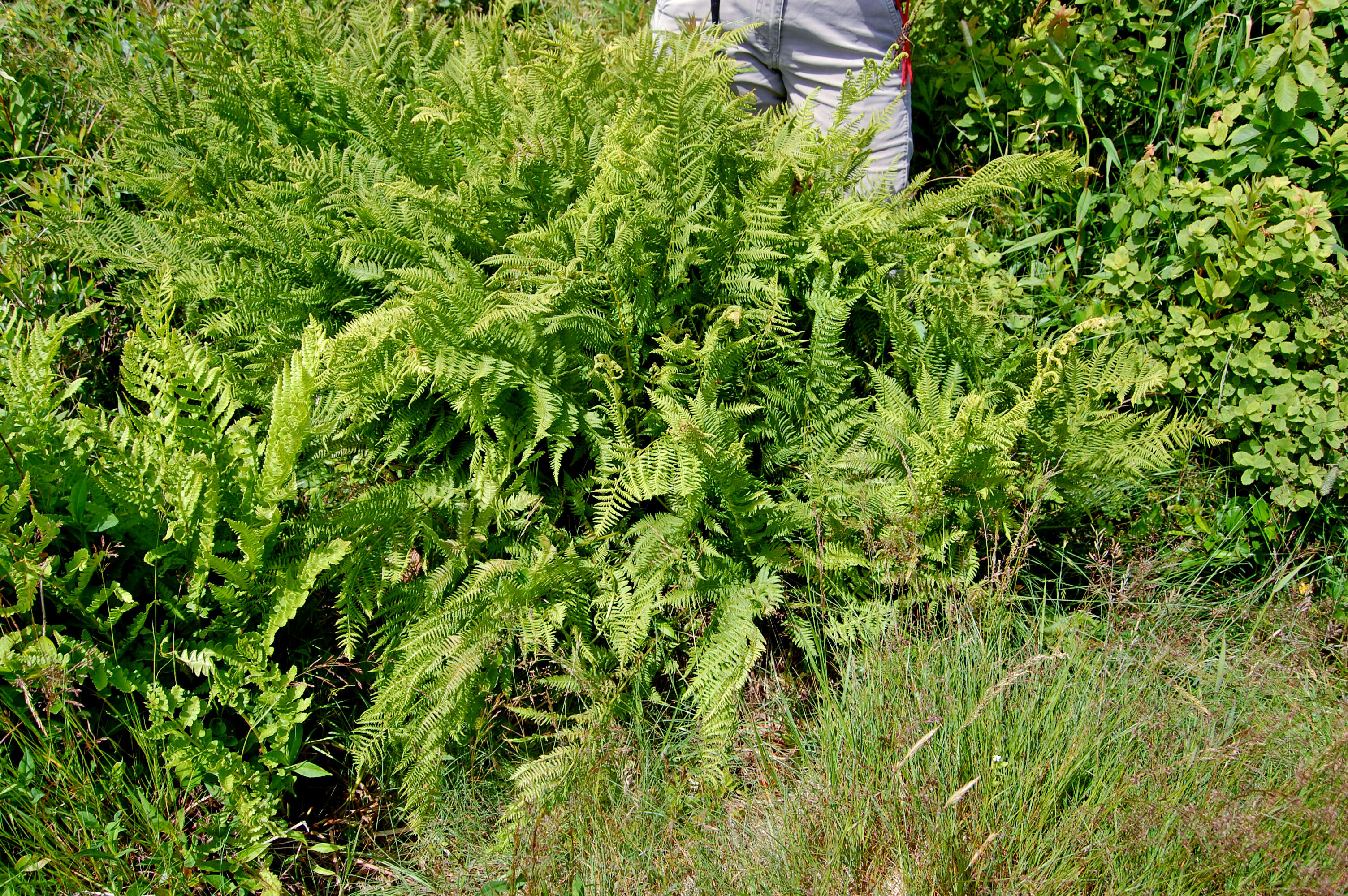 Image of Northern Lady Fern