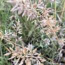 Image of Eragrostis perennis Döll