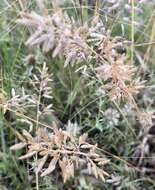 Image of Eragrostis perennis Döll